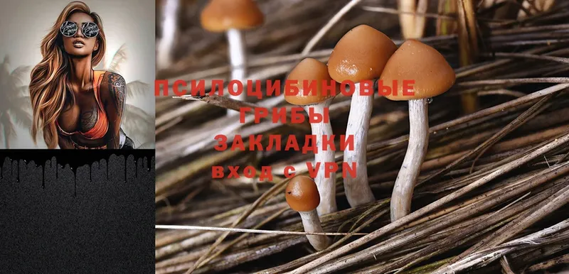 Галлюциногенные грибы Psilocybine cubensis  Лаишево 